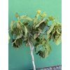 Ficus carica 160, Goutte de miel