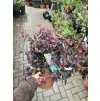 Loropetalum chinense 40 cm