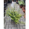Abelia x Grandiflora 40 cm