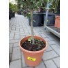 Citrus Glauca