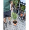 Citrus Glauca