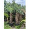 TRACHYCARPUS FORTUNEI Galícia, výška kmene 90-100 cm. 2. Jakost