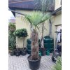 TRACHYCARPUS FORTUNEI Galícia, výška kmene 110-120 cm. 2. Jakost
