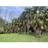 TRACHYCARPUS FORTUNEI Galícia, VÝŠKA 450 CM, KMEN 300 CM