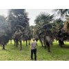 TRACHYCARPUS FORTUNEI Galícia, VÝŠKA 450 CM, KMEN 300 CM