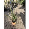 Cordyline Austrlis Mint Chocolate 30 cm
