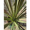 Cordyline Austrlis Mint Chocolate 30 cm