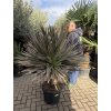 Cordyline Austrlis Mint Chocolate 150 cm