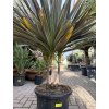 Cordyline Austrlis Mint Chocolate 150 cm