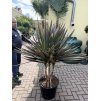 Cordyline Austrlis Mint Chocolate 150 cm