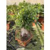 Ficus Benjamina, Bonsai 90 cm