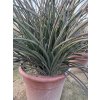 hesperaloe parviflora, -22°C premium