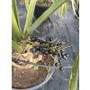 Sabal Maritima 180 cm