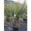 Sabal Maritima 180 cm