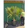 Sabal Maritima 180 cm