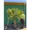 Sabal Maritima 180 cm