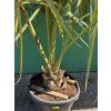 Sabal Maritima 180 cm