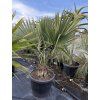 Sabal Maritima 180 cm
