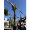 Washingtonia filifera 300 cm
