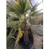 Washingtonia filifera 300 cm