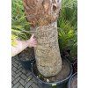 Washingtonia filifera 300 cm