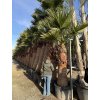 Washingtonia filifera 300 cm
