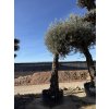 Olea europea - Olivovník 320 cm