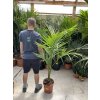 Archontophoenix alexandrae, 160 cm
