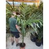Archontophoenix alexandrae, 170 cm