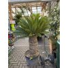 cycas revoluta 170 cm