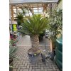 cycas revoluta 170 cm
