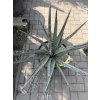 Yucca Bacata 80 cm