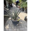 Yucca Bacata 80 cm