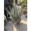 Yucca bacata 100 cm