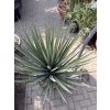 Yucca Treculeana 120 cm