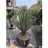 Yucca Treculeana 120 cm