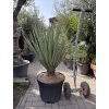 Yucca Treculeana 120 cm