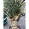 Yucca rostrata rozvětvená 140 cm