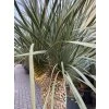 Yucca rostrata rozvětvená 140 cm