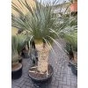 Yucca rostrata rozvětvená 140 cm