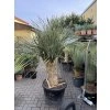 Yucca rostrata rozvětvená 140 cm