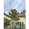 Magnolie Grandiflora 330 cm