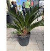 cycas revoluta 45 cm