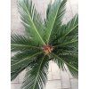 cycas revoluta 45 cm