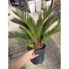 cycas revoluta 45 cm