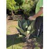 Agave salmiana var. Ferox