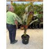Musa Maurellii 150 cm