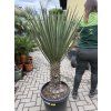 Yucca schottii