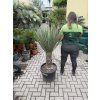 Yucca schottii