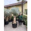 yucca rostrata 200 cm, vystříhaná